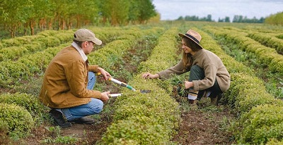 working the land - Calvanist work ethic